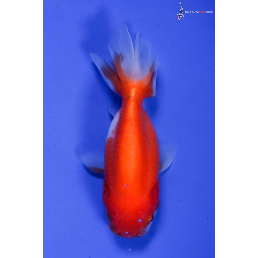 4” Imported Red and White Ranchu