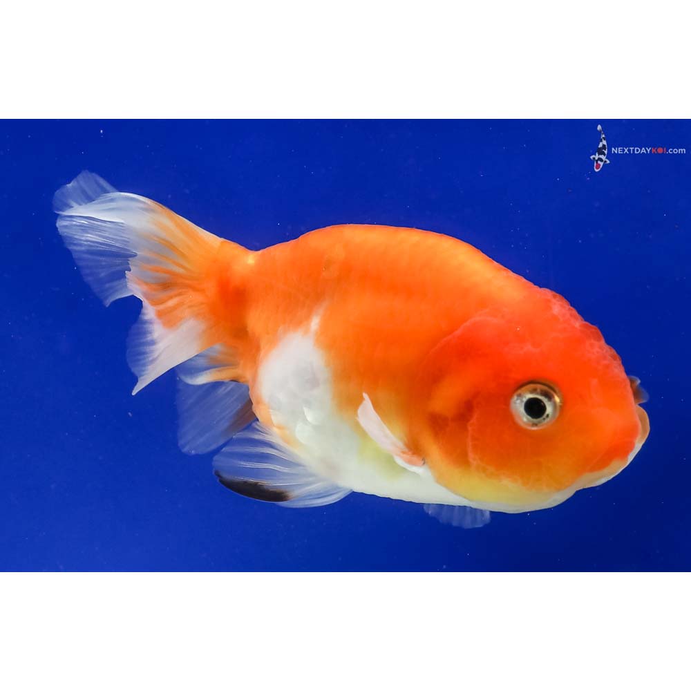 4” Imported Red and White Ranchu
