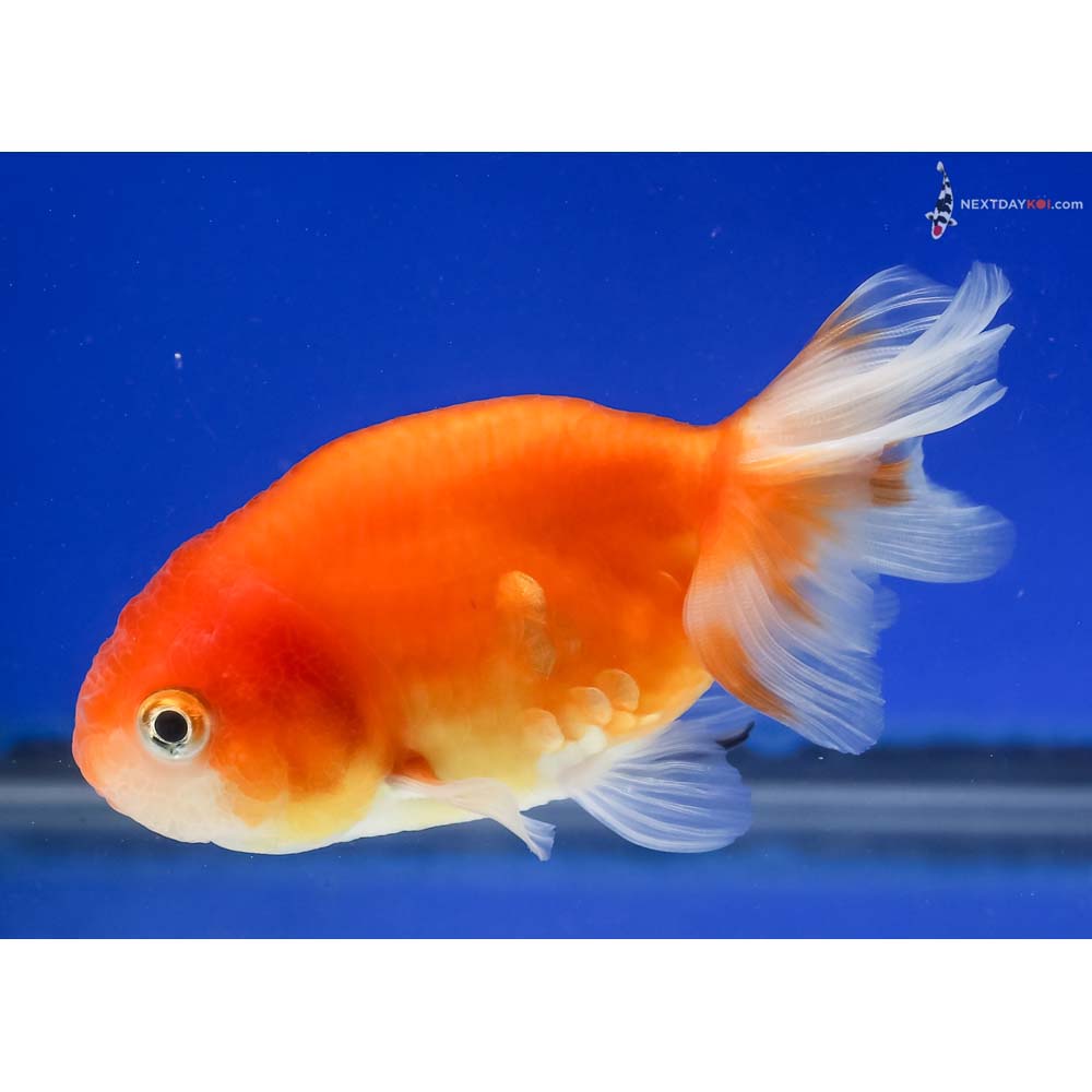 4” Imported Red and White Ranchu