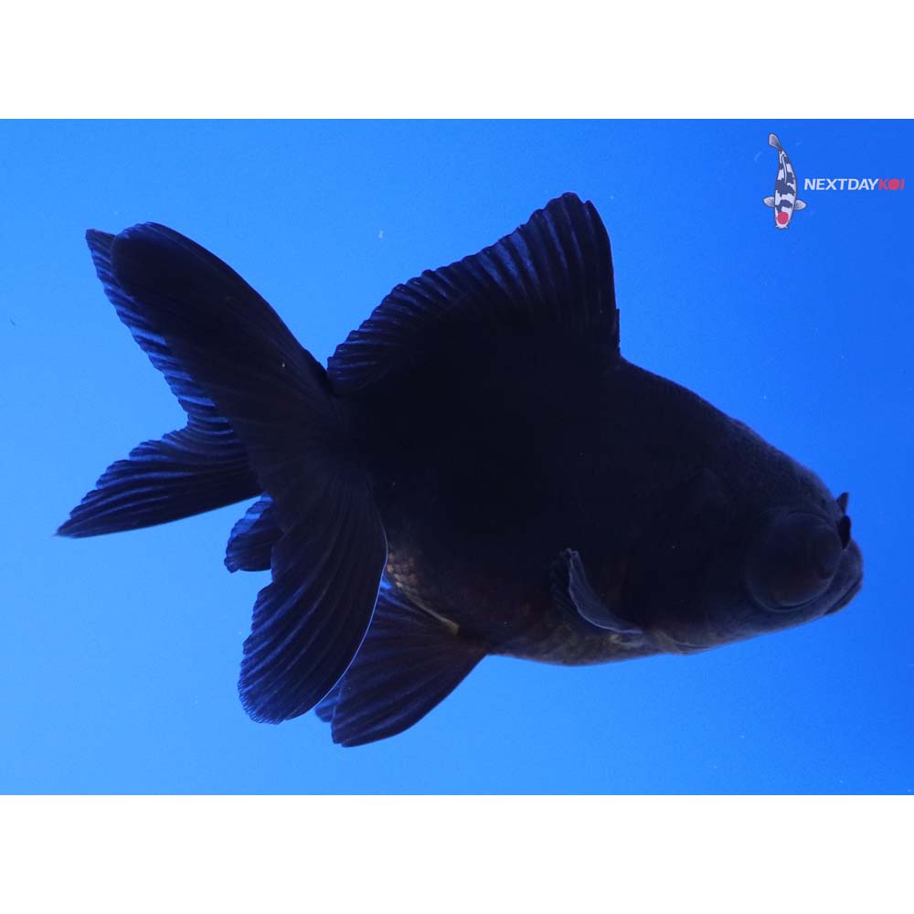 3” Imported Black Telescope Fantail