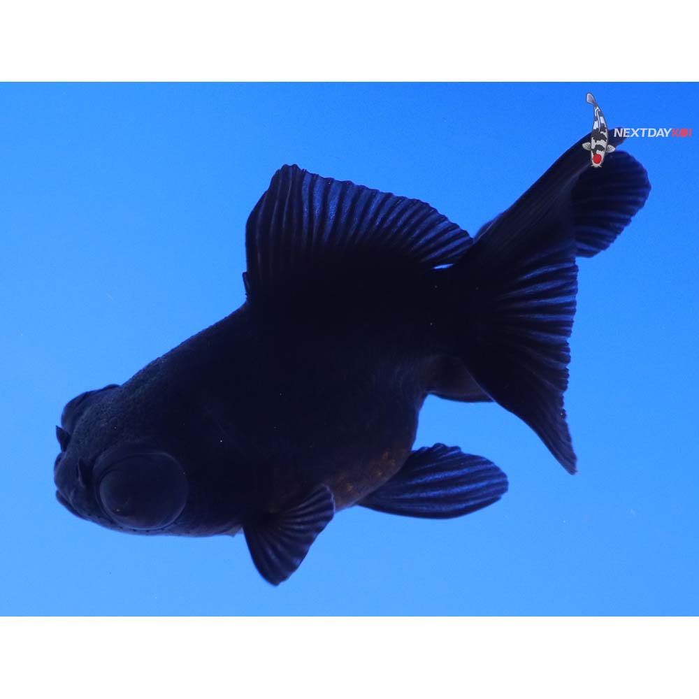 3” Imported Black Telescope Fantail