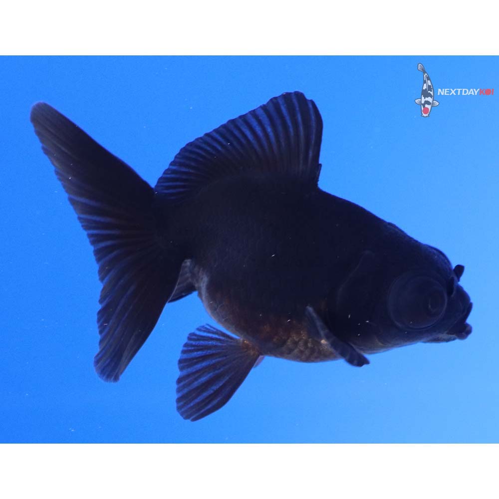 3” Imported Black Telescope Fantail
