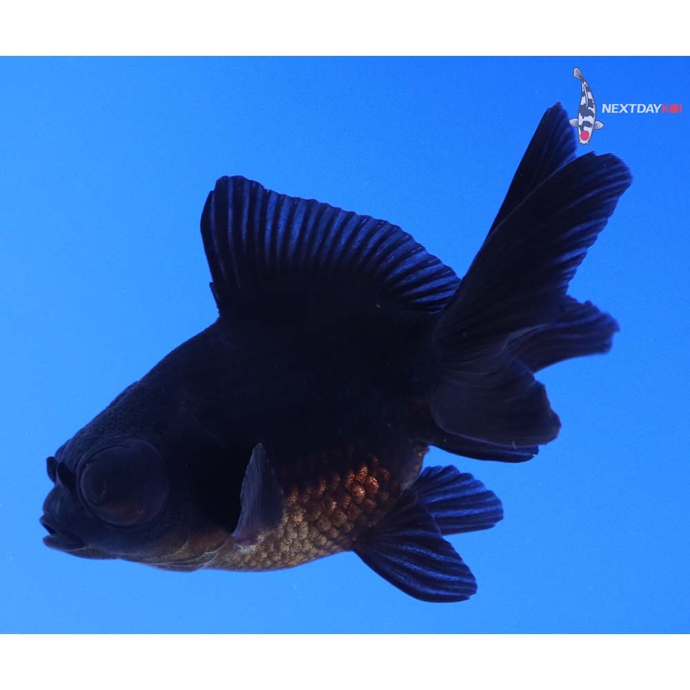 3” Imported Black Telescope Fantail