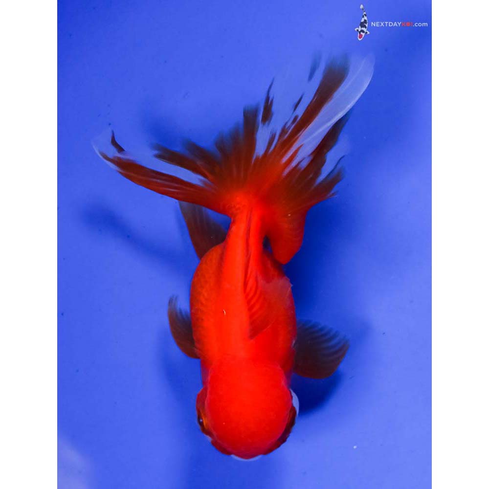 4” Imported Red and White Oranda