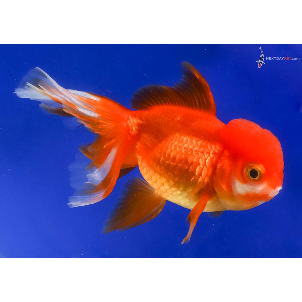 4” Imported Red and White Oranda