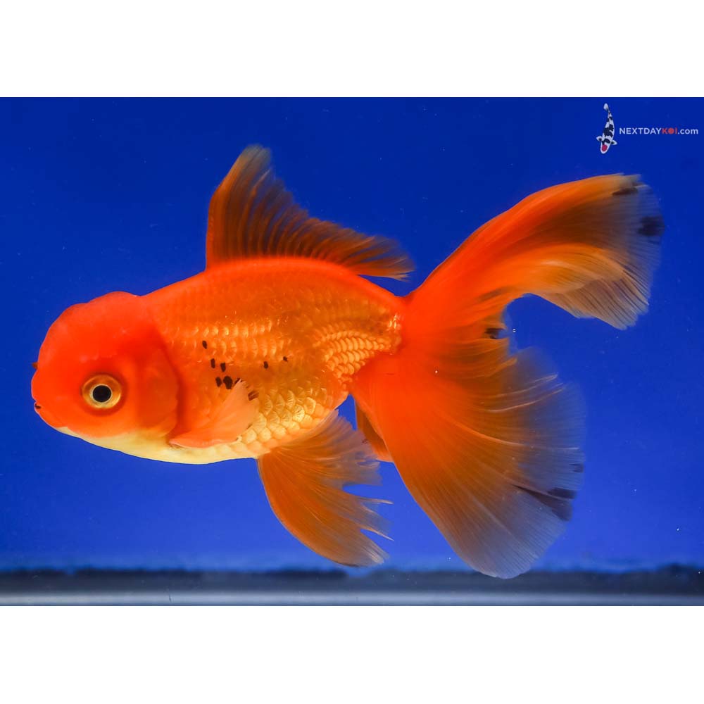 5” Imported Red and Black Oranda