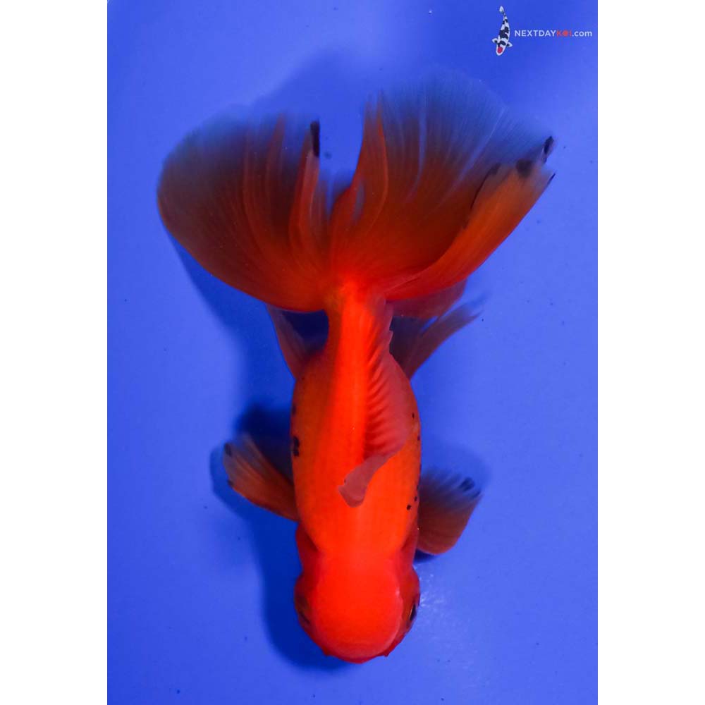 5” Imported Red and Black Oranda