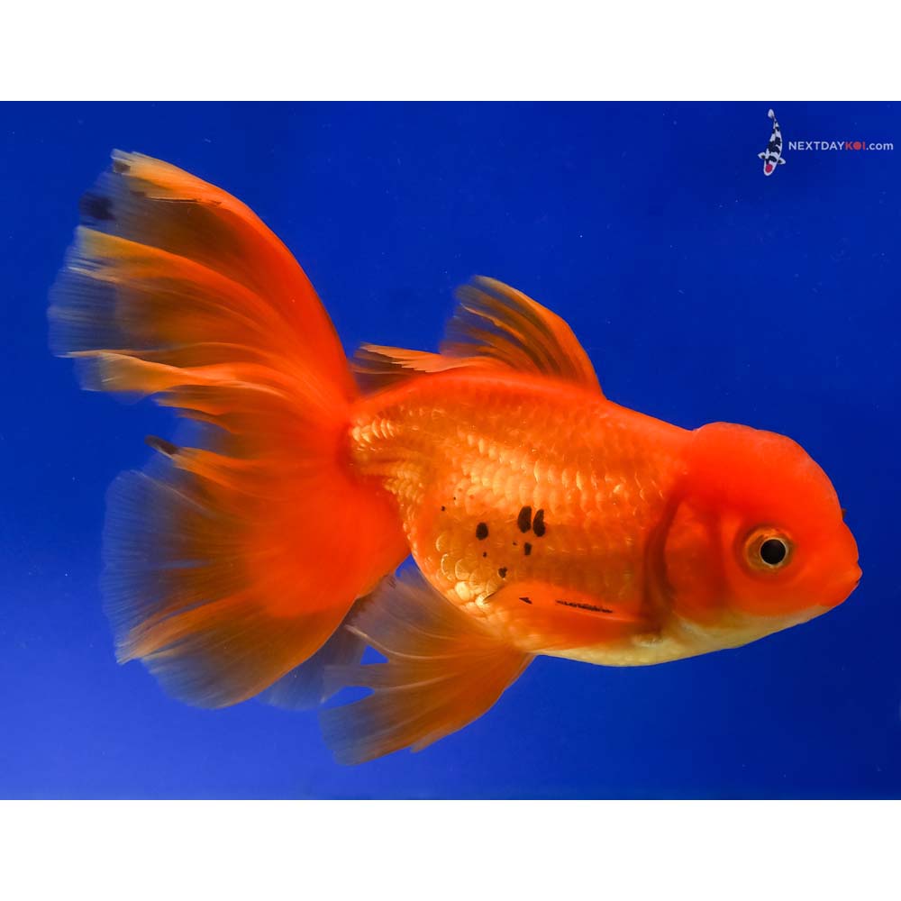 5” Imported Red and Black Oranda