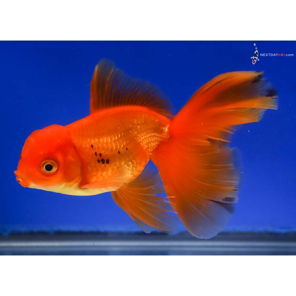 5” Imported Red and Black Oranda
