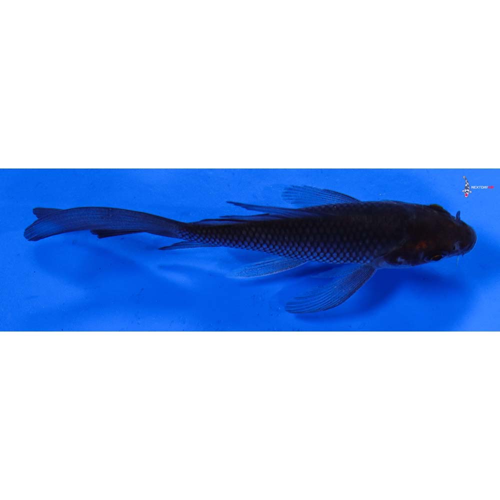 3.5” Imported Soragoi Butterfly Koi