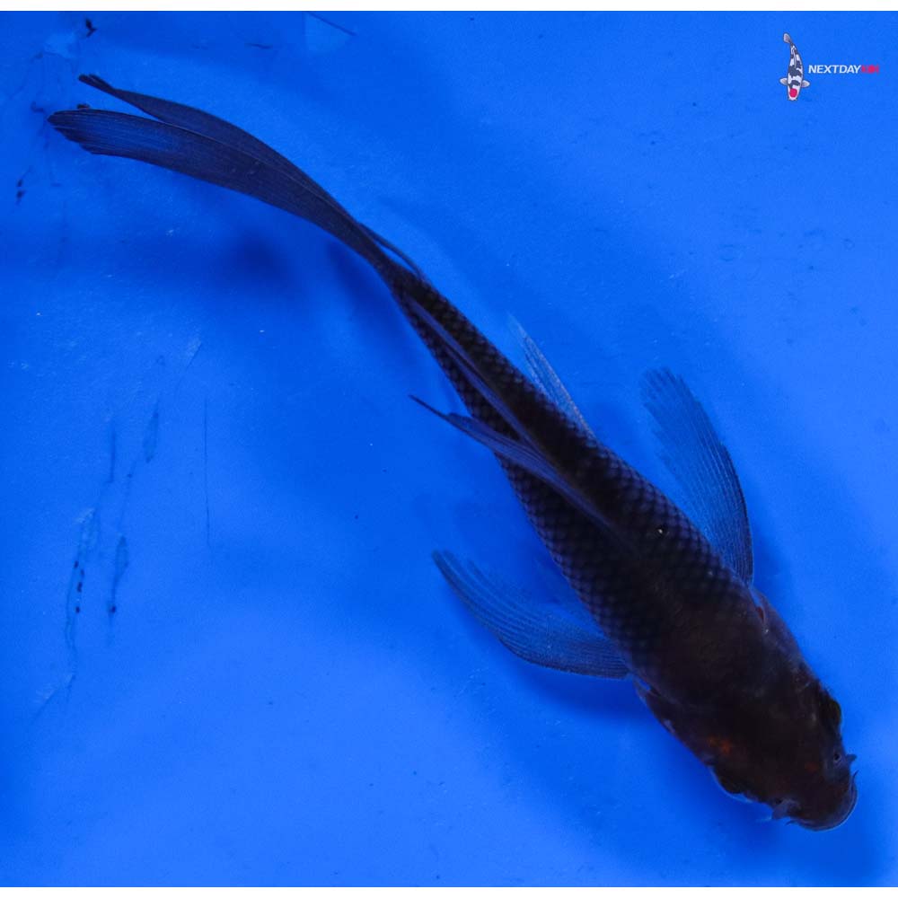 3.5” Imported Soragoi Butterfly Koi