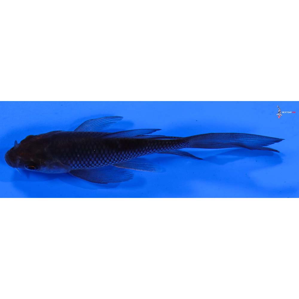 3.5” Imported Soragoi Butterfly Koi