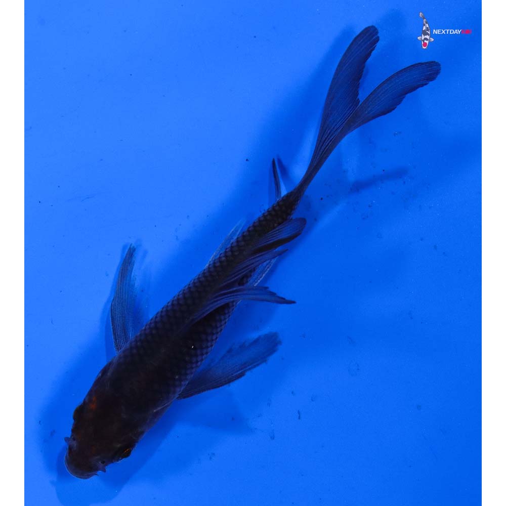 3.5” Imported Soragoi Butterfly Koi