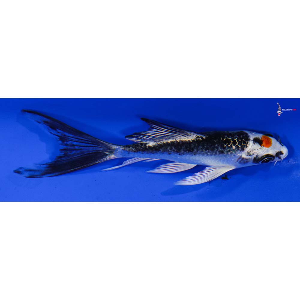 4” Imported Kujaku Butterfly Koi