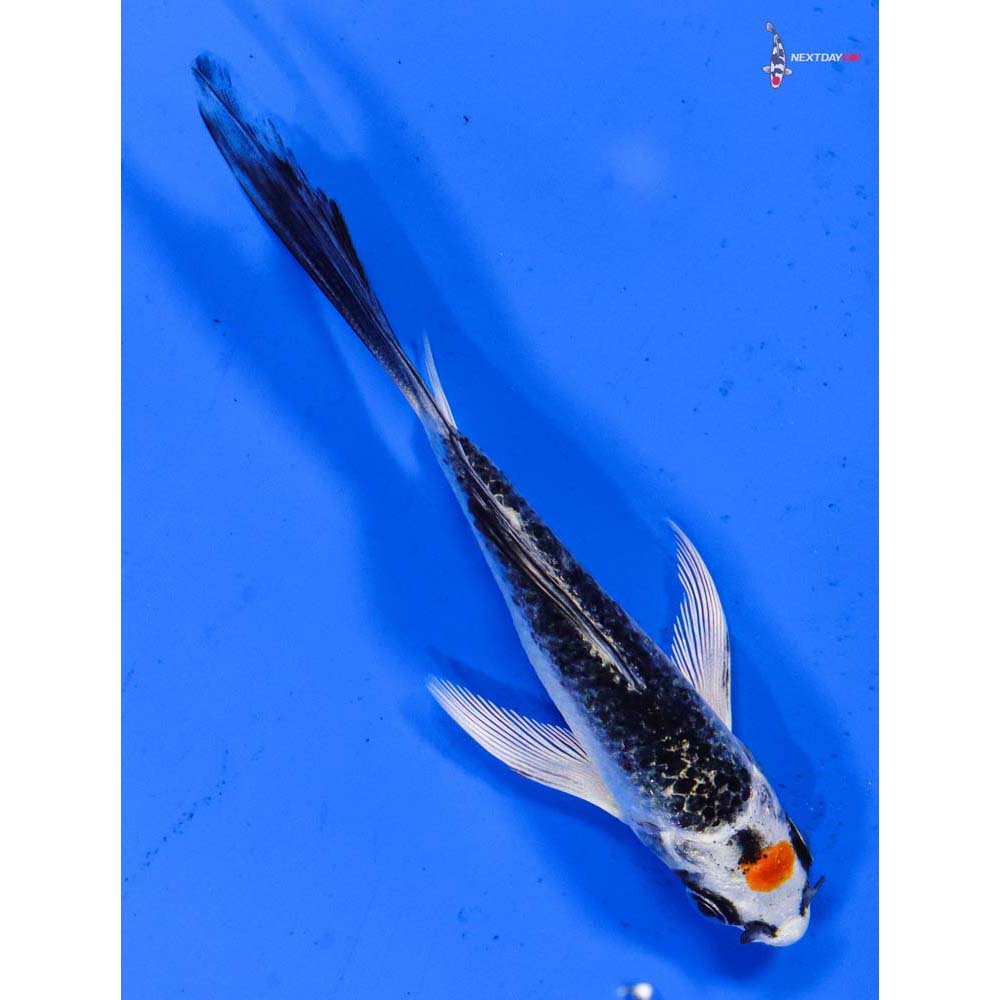 4” Imported Kujaku Butterfly Koi