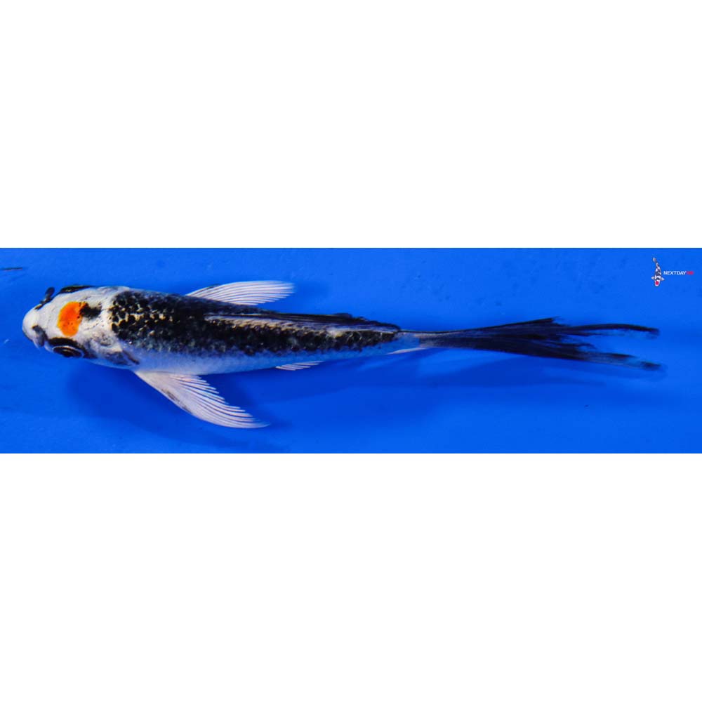 4” Imported Kujaku Butterfly Koi