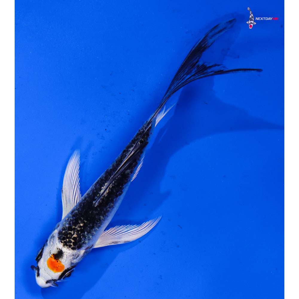 4” Imported Kujaku Butterfly Koi