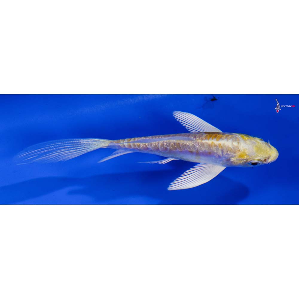 4” Imported Doitsu Lemon Hariwake Butterfly Koi