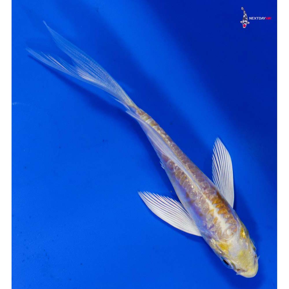 4” Imported Doitsu Lemon Hariwake Butterfly Koi