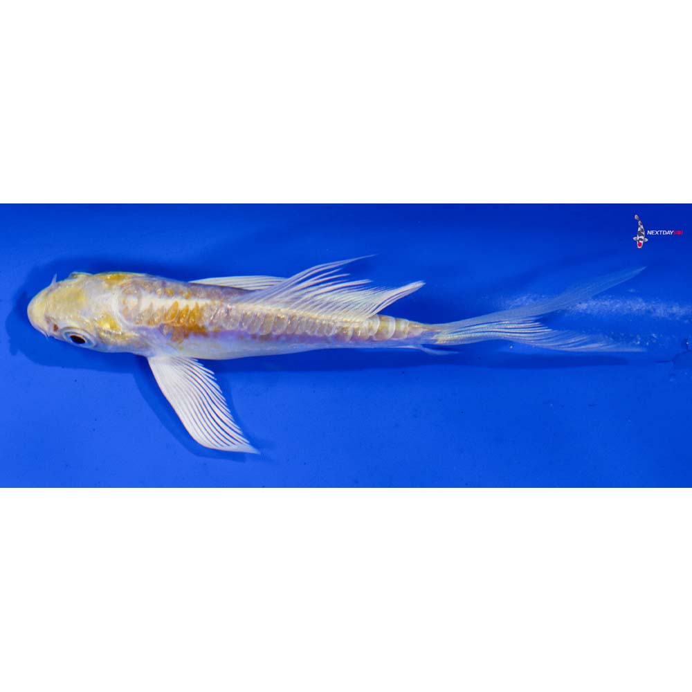 4” Imported Doitsu Lemon Hariwake Butterfly Koi