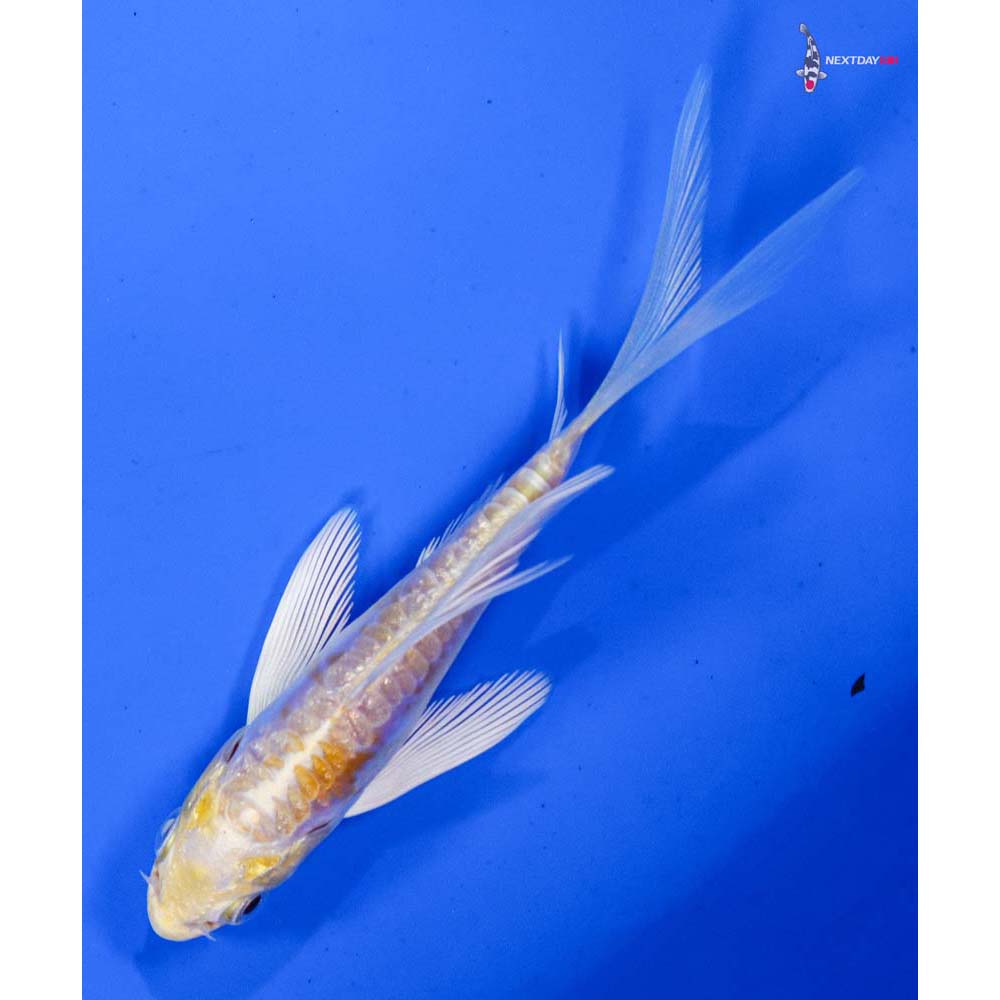 4” Imported Doitsu Lemon Hariwake Butterfly Koi