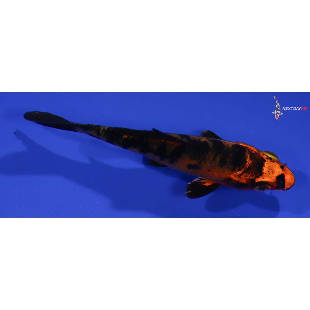 3.5” Imported Kin Aka Bekko