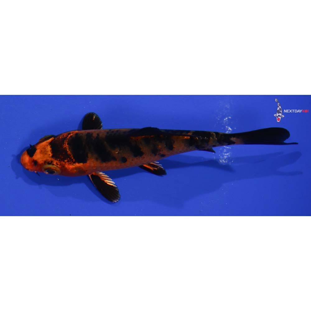 3.5” Imported Kin Aka Bekko
