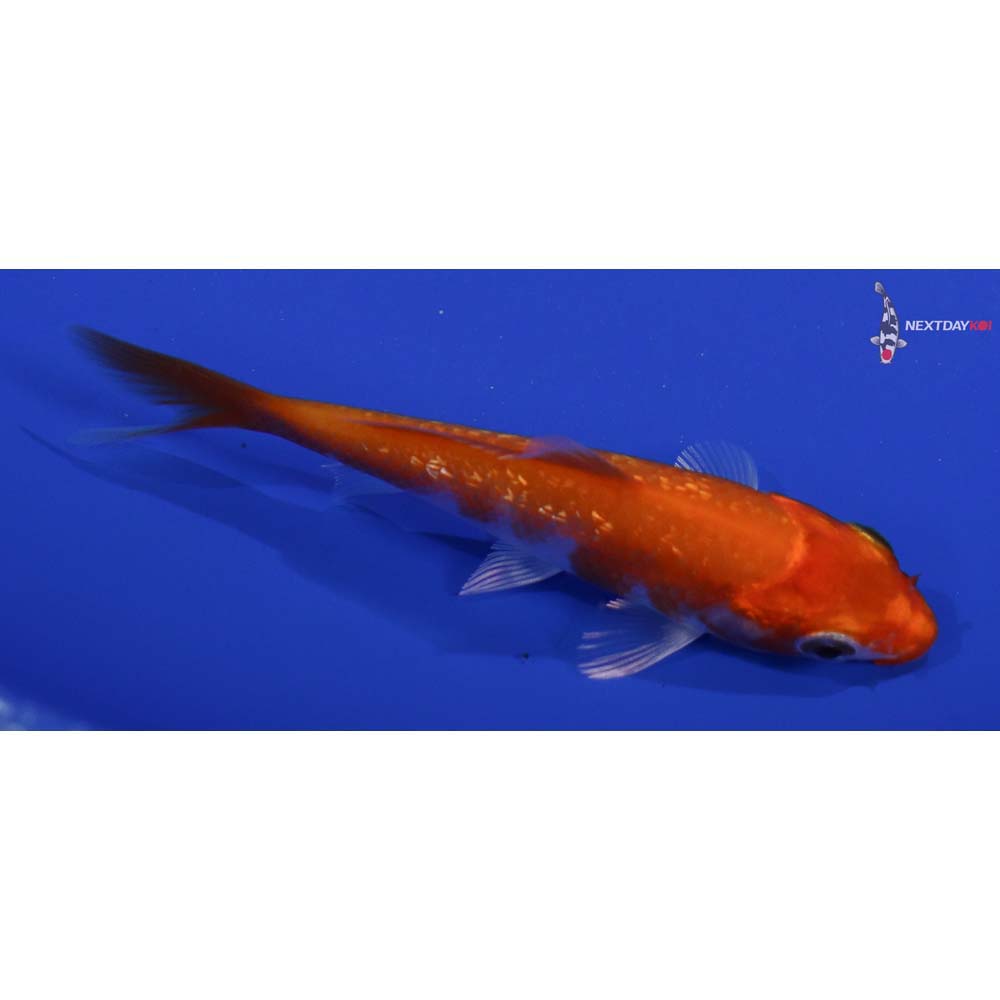 3.5” Imported Gin Rin Hariwake