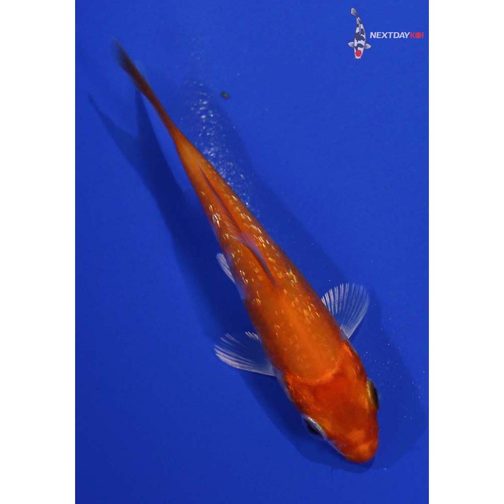 3.5” Imported Gin Rin Hariwake