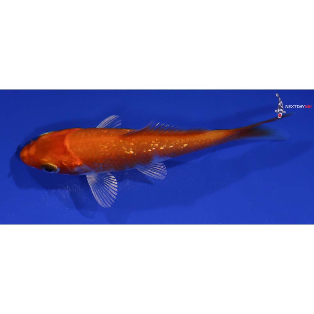 3.5” Imported Gin Rin Hariwake