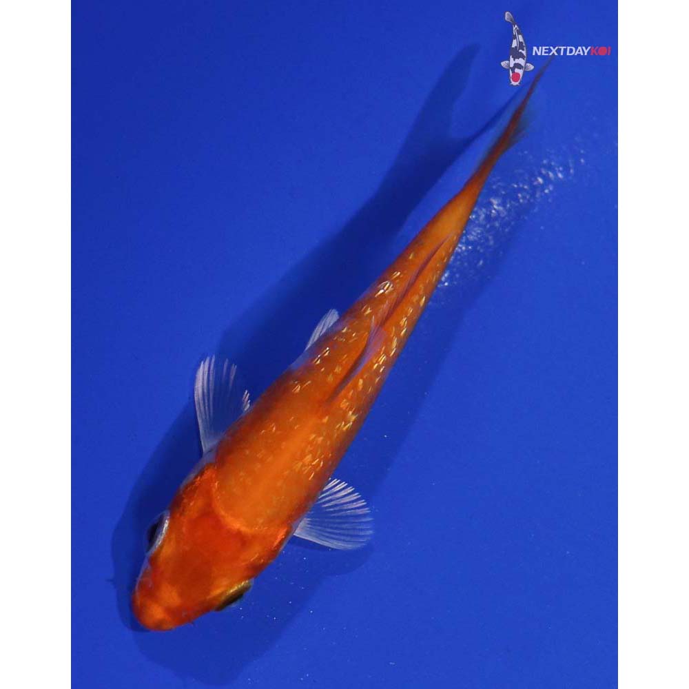 3.5” Imported Gin Rin Hariwake