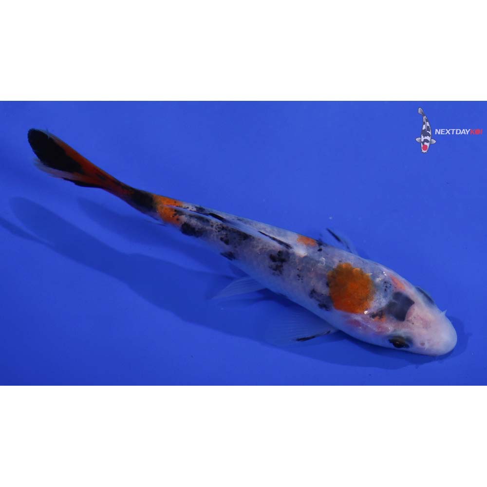 4” Imported Sanke