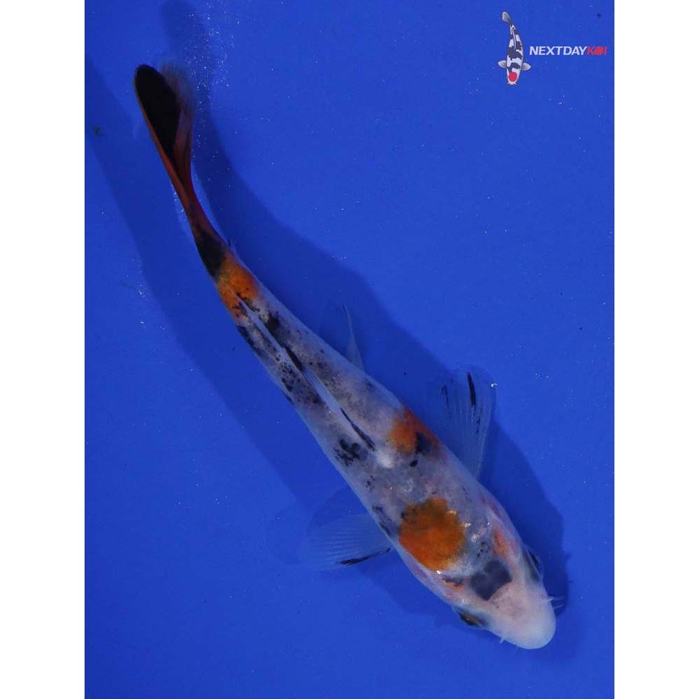 4” Imported Sanke