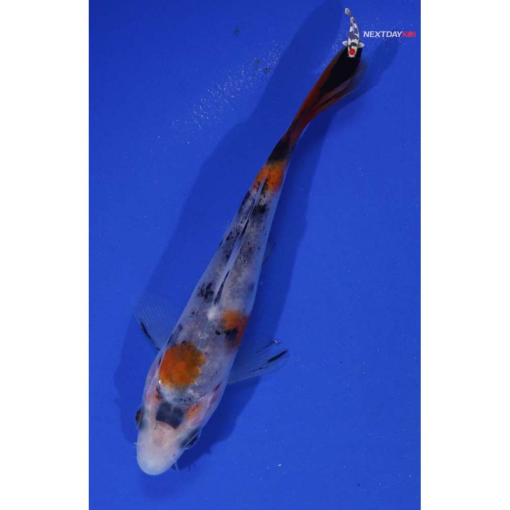 4” Imported Sanke