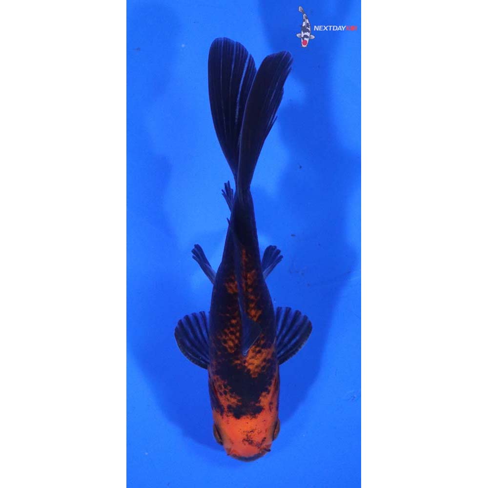 3.5” Imported Male Red Panda Comet