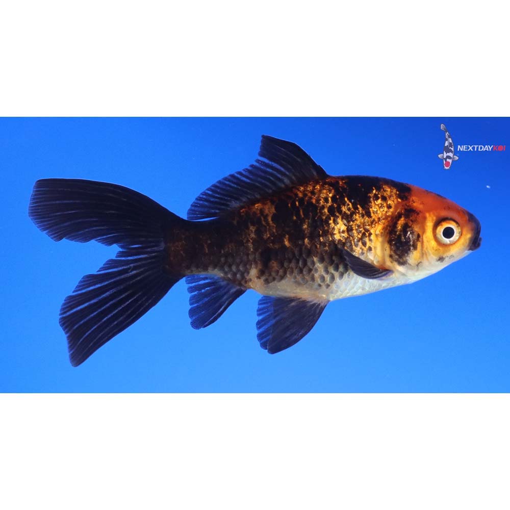 3.5” Imported Male Red Panda Comet