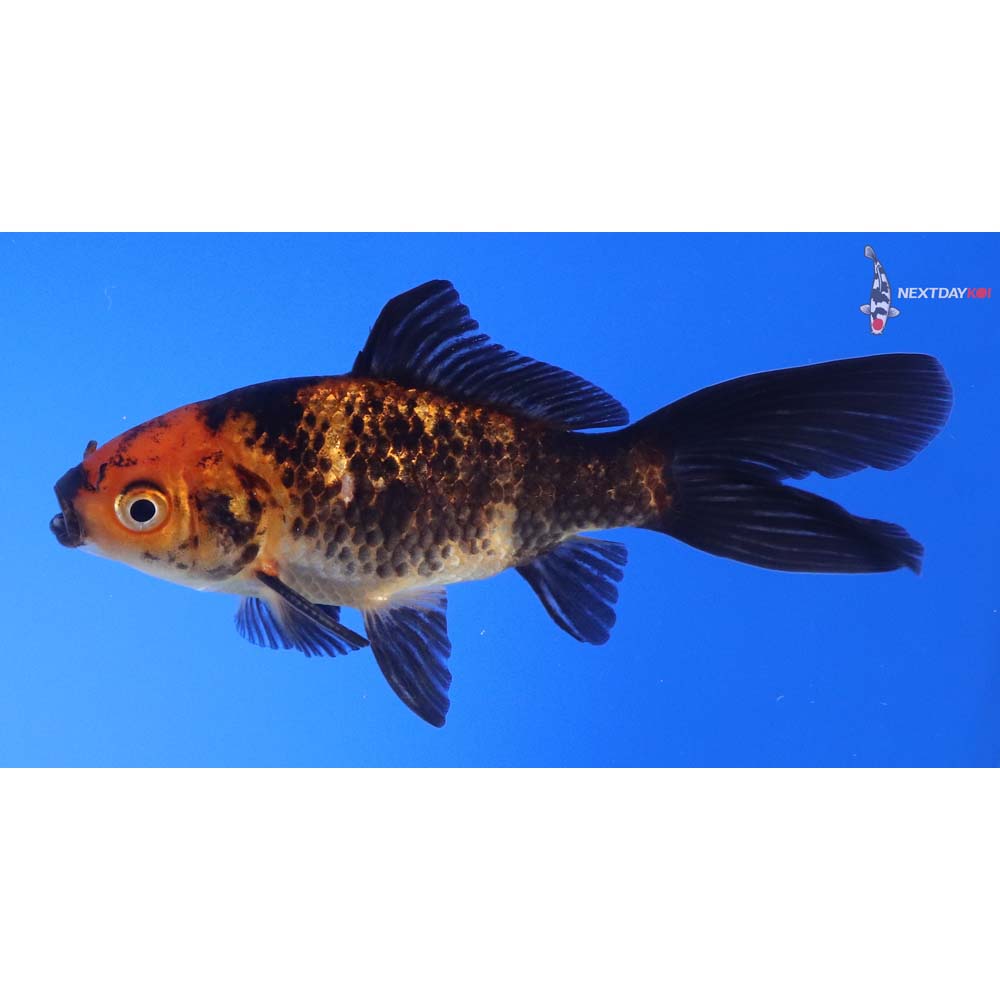 3.5” Imported Male Red Panda Comet