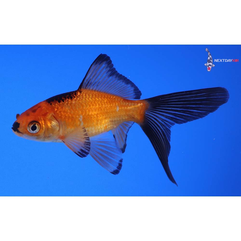 3.5” Imported Red Panda Comet