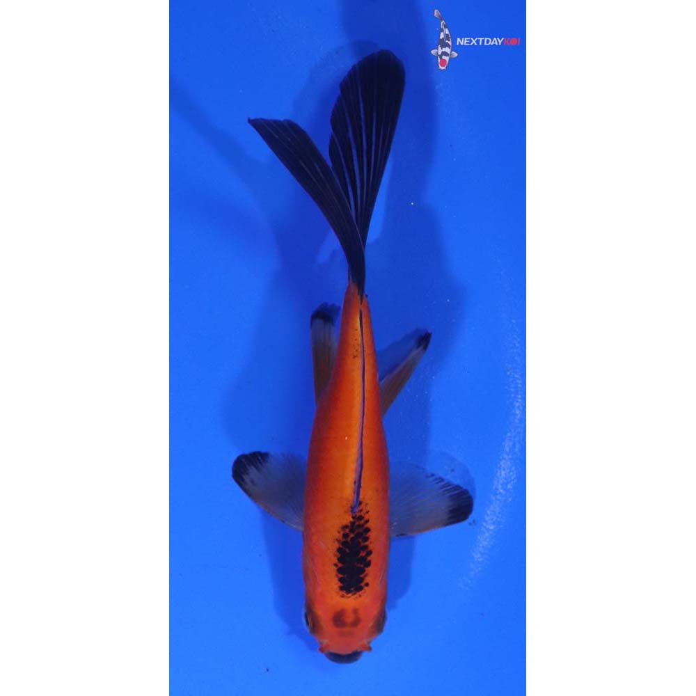 3.5” Imported Red Panda Comet
