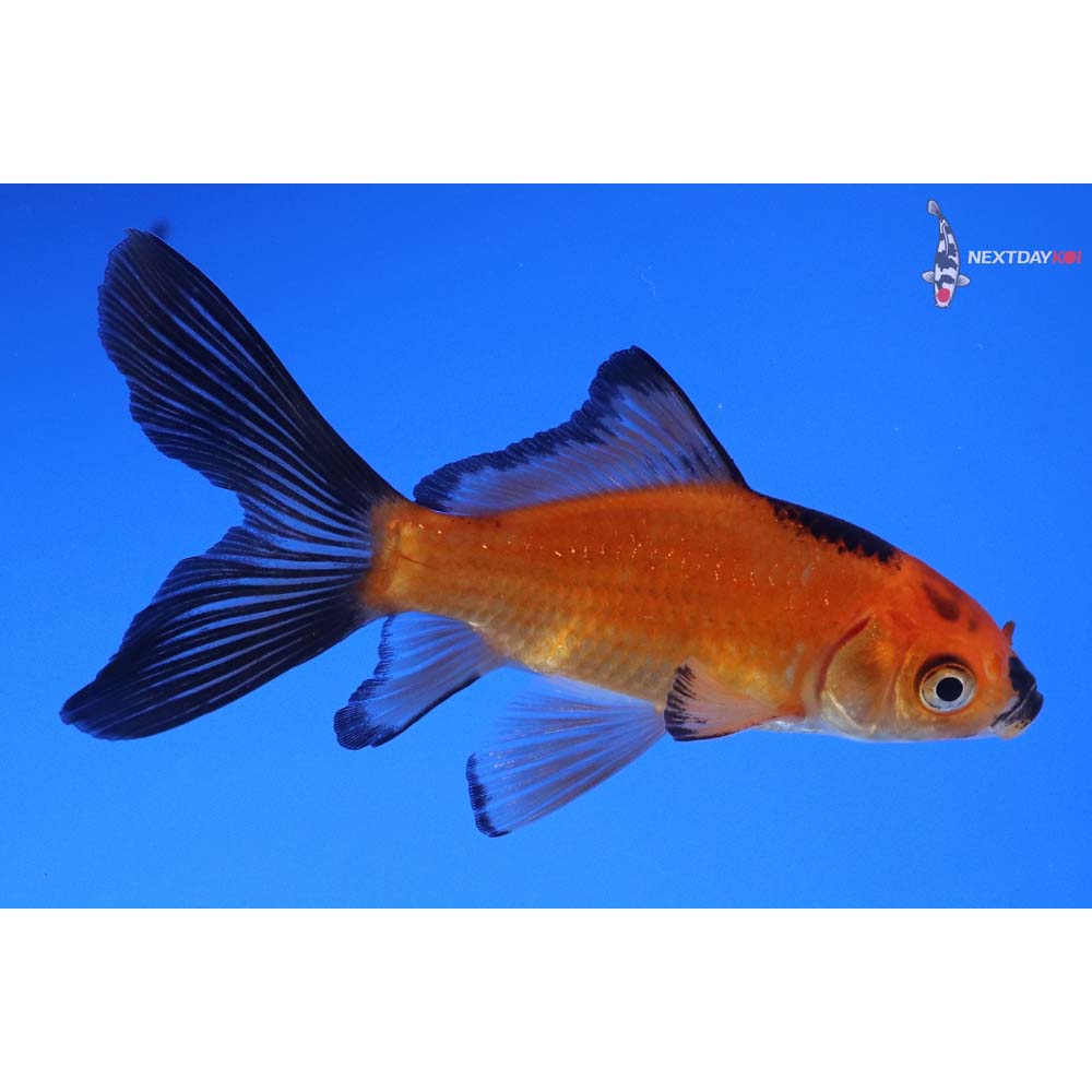 3.5” Imported Red Panda Comet