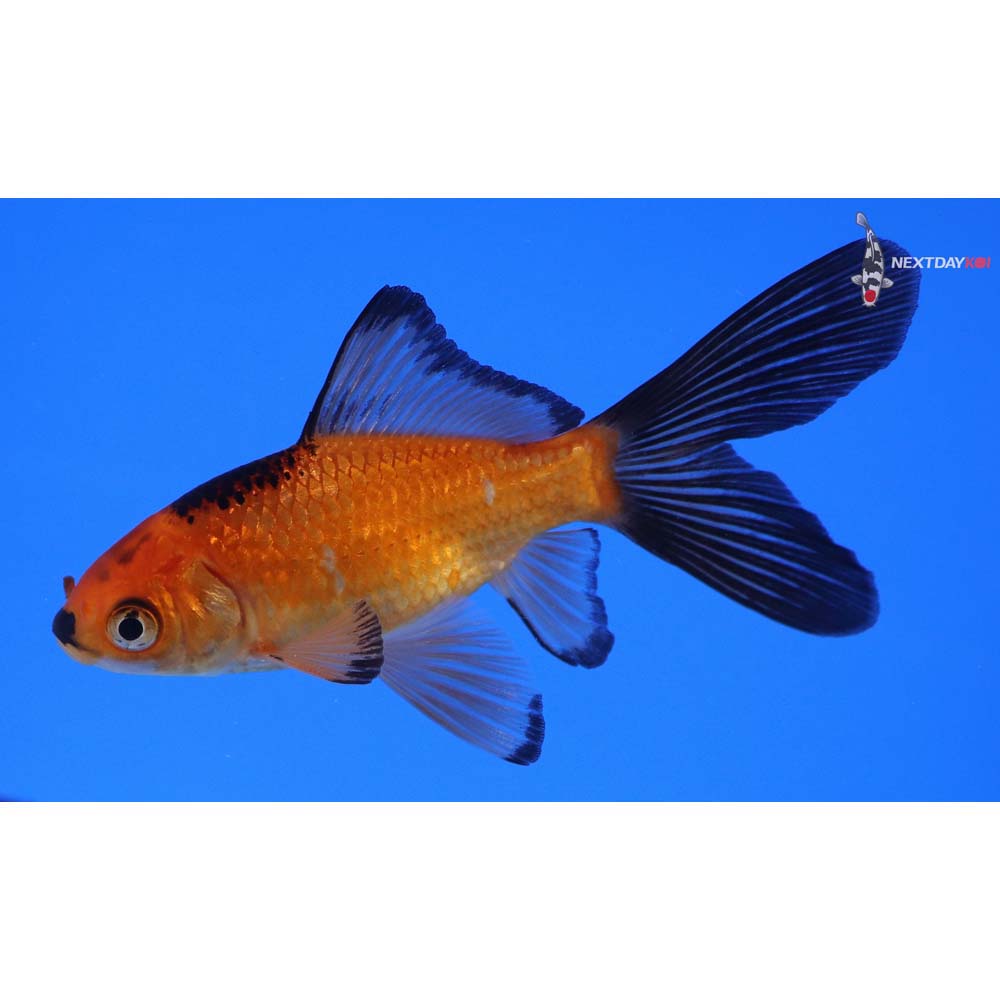 3.5” Imported Red Panda Comet