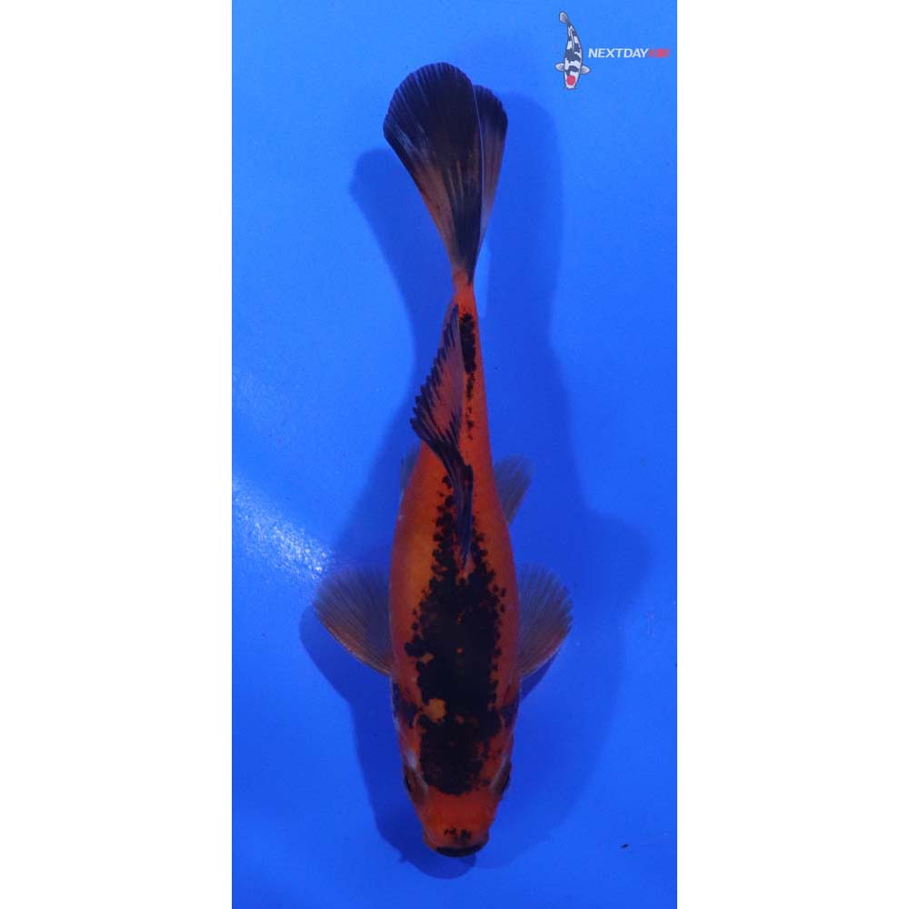 4” Imported Male Red Panda Comet