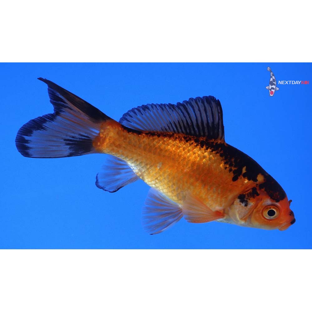 4” Imported Male Red Panda Comet