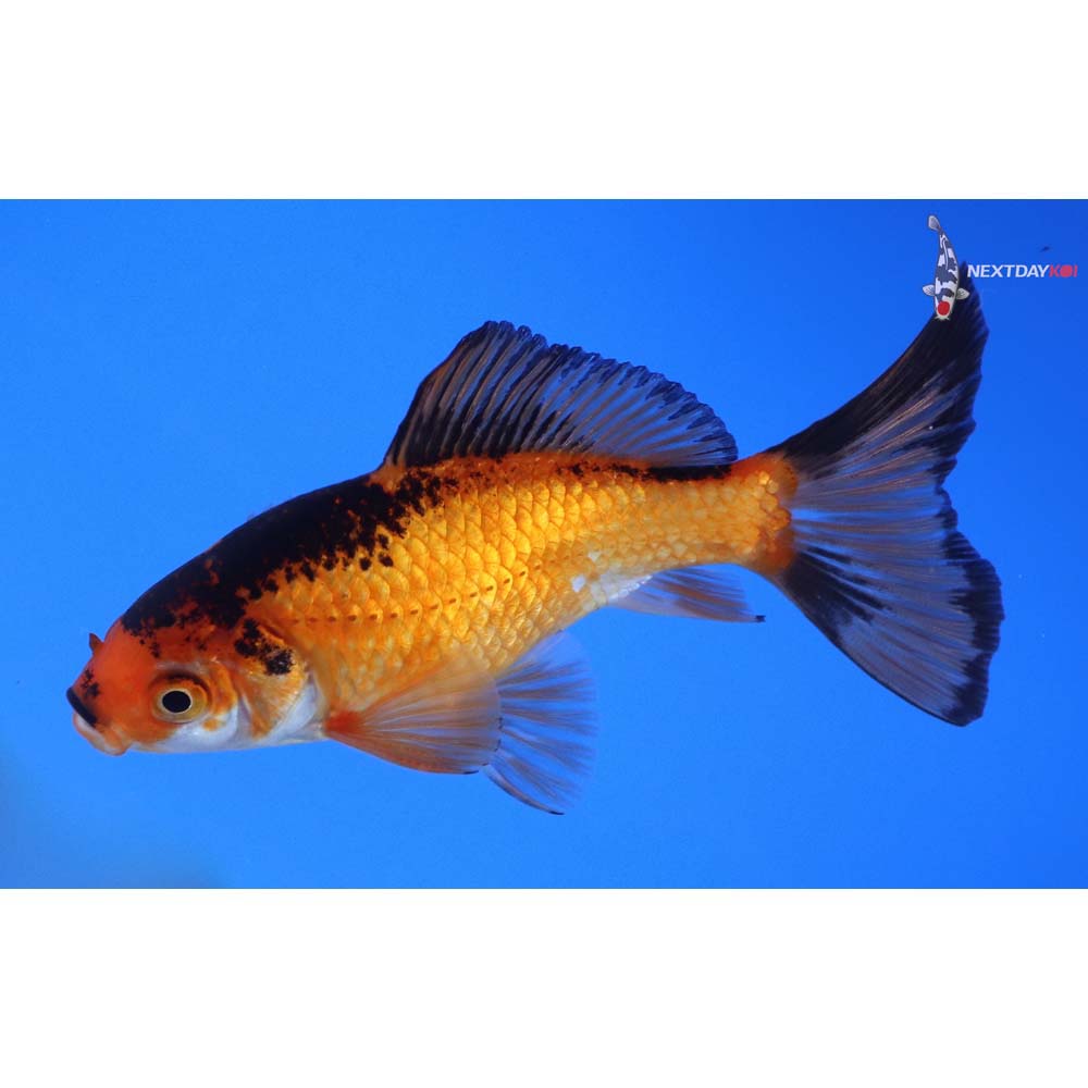 4” Imported Male Red Panda Comet