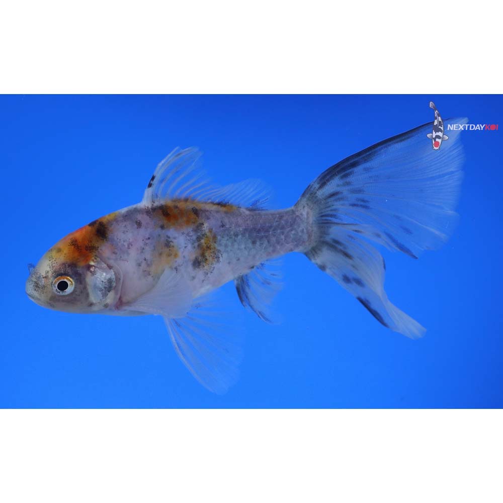 5” Imported Male Bristol Shubunkin