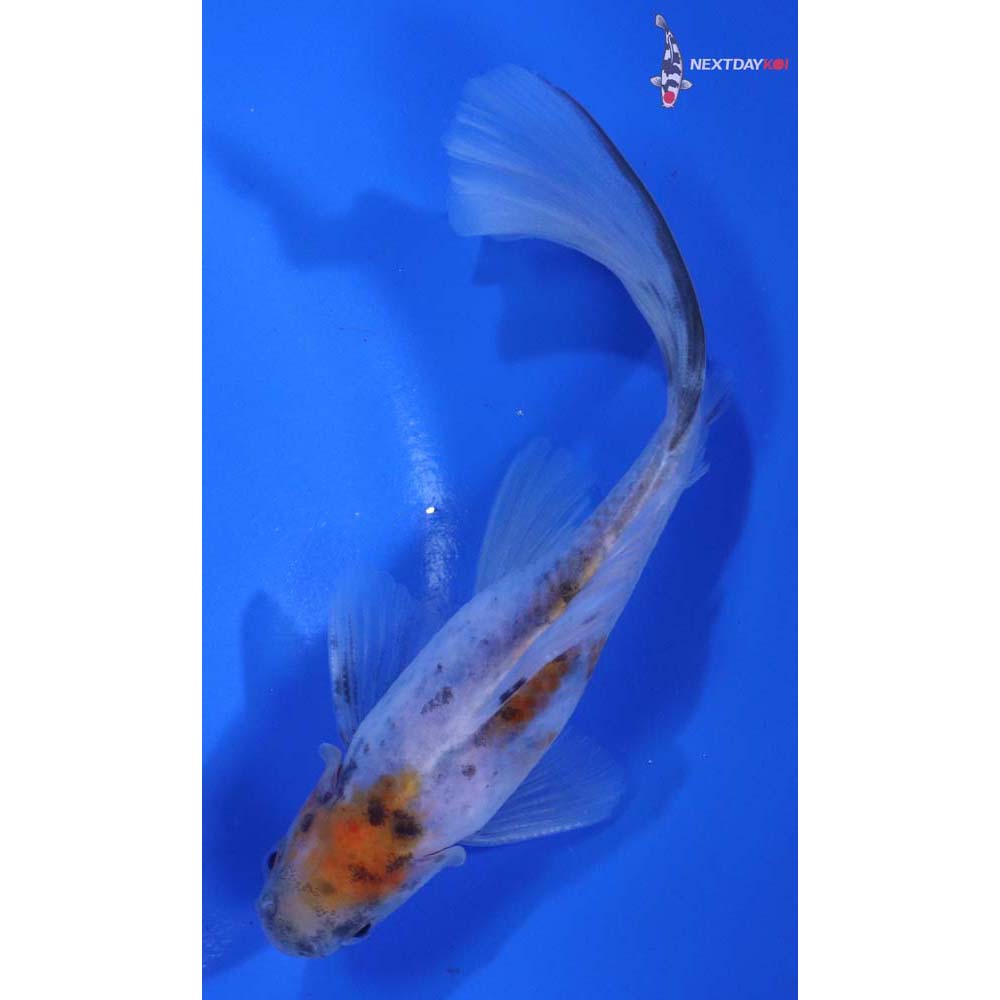 5” Imported Male Bristol Shubunkin