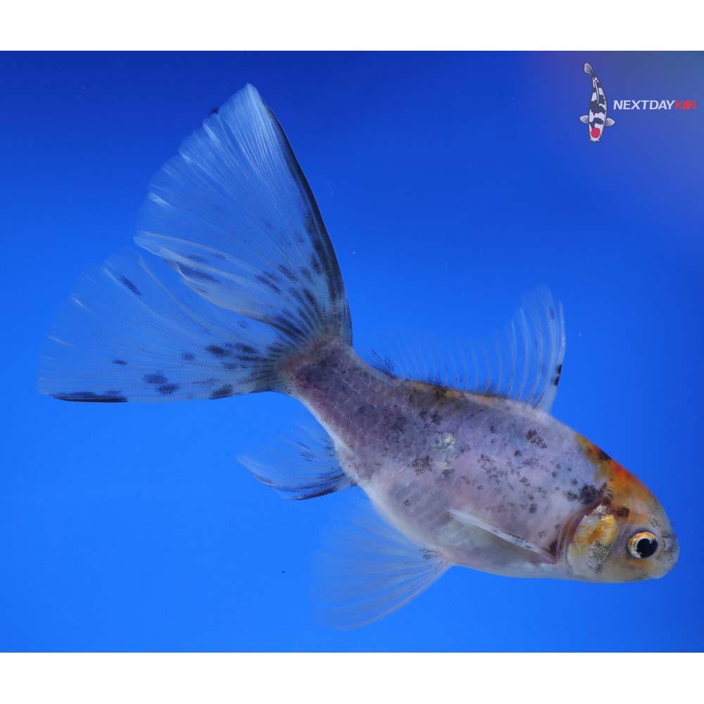 5” Imported Male Bristol Shubunkin