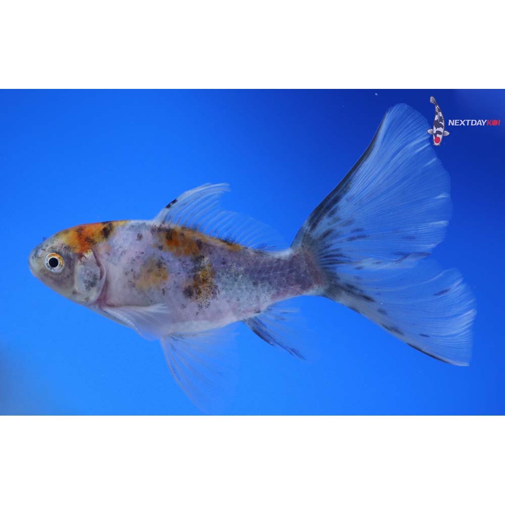 5” Imported Male Bristol Shubunkin