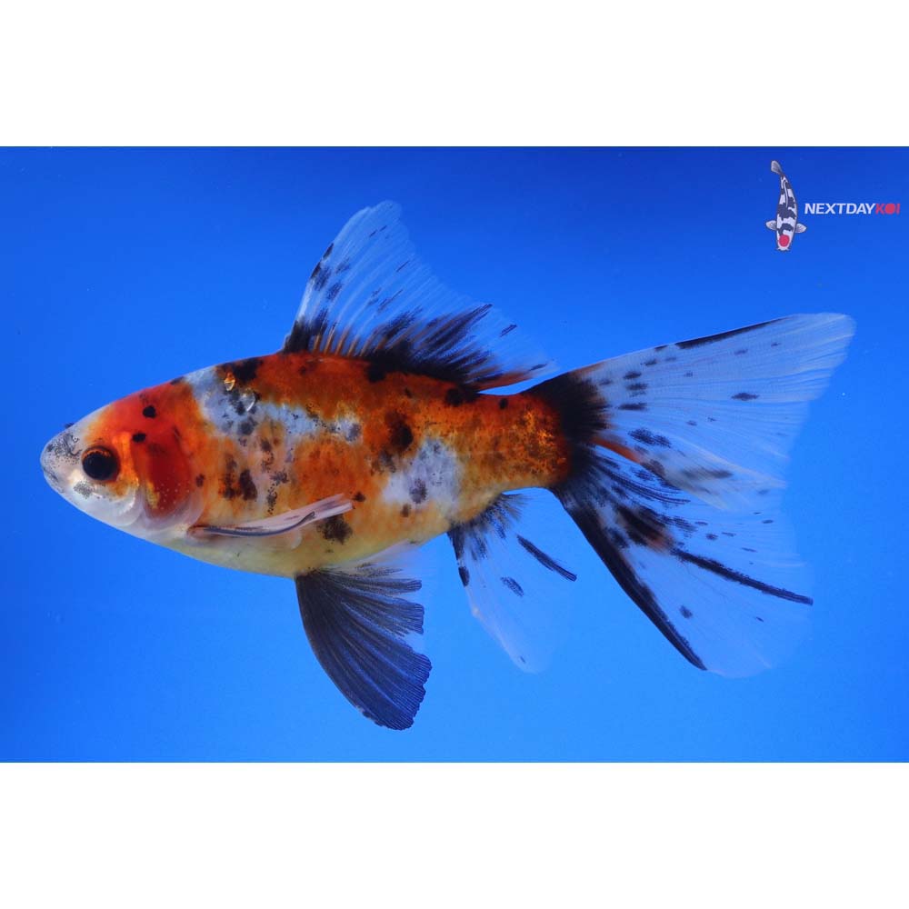 5.5” Imported Male Bristol Shubunkin