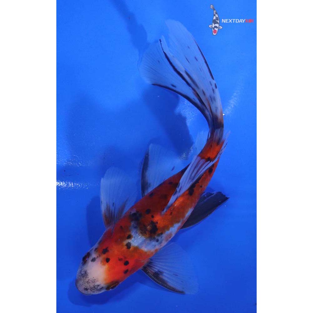 5.5” Imported Male Bristol Shubunkin